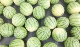 吃瓜网每日大赛 今日吃瓜每日更新朝阳群众,吃瓜网每日大赛，今日吃瓜每日更新，揭秘娱乐圈最新动态